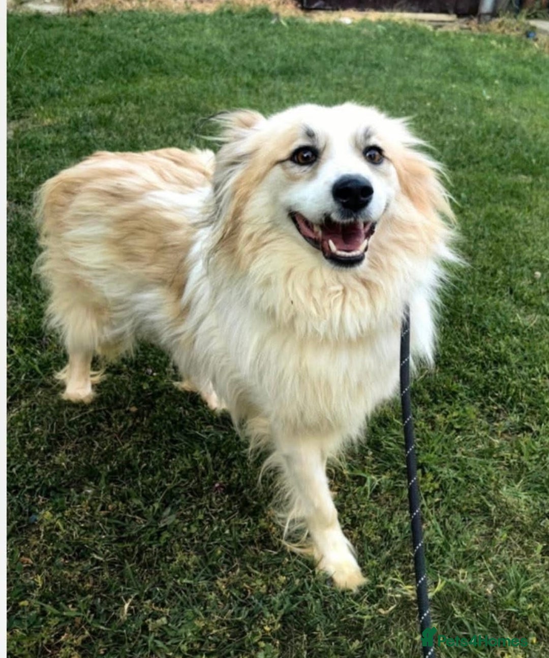Mixed Breed dogs for adoption: Forever home needed for gorgeous Edmond  - Image 3