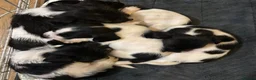 Sprocker dogs for sale: 7x Black and White Sprocker Spaniel pups in Hemel Hempstead - Advert 3