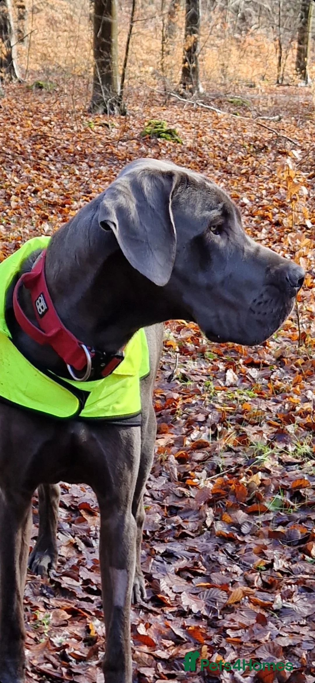 Great Dane dogs for stud: fully health tested proven outstanding solid blue in Thetford - Advert 13