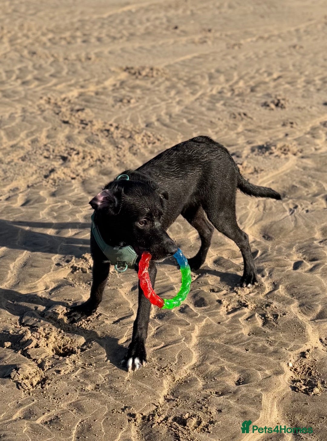 Mixed Breed dogs for sale: Marley the loveable Borador - Advert 6