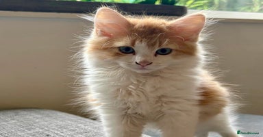 Mixed Breed cats - Advert 1