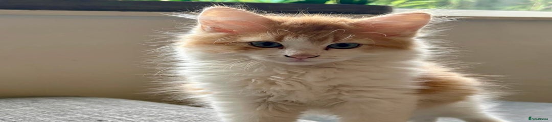 Mixed Breed Kitten 2