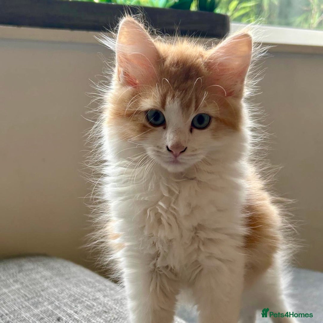 Mixed Breed cats for sale: 3 left - pedigree cross mixed breed kittens - Image 2