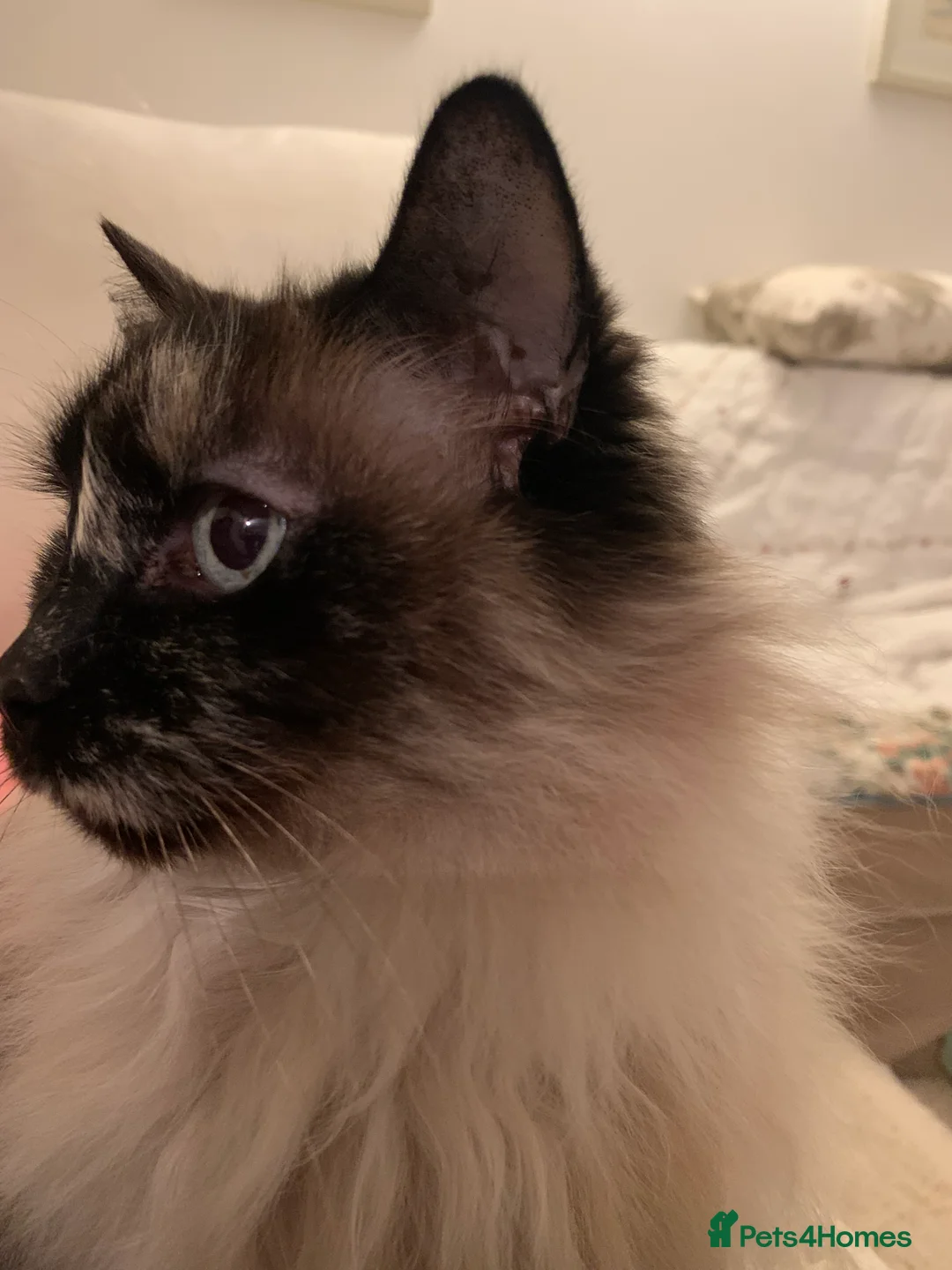 Ragdoll cats for sale: Ragdoll needs a lap.  in Kettering - Advert 6