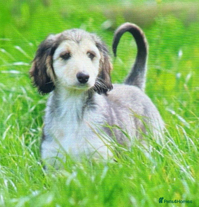 Afghan Hound dogs for sale: Beautiful female domino puppy  - Advert 5