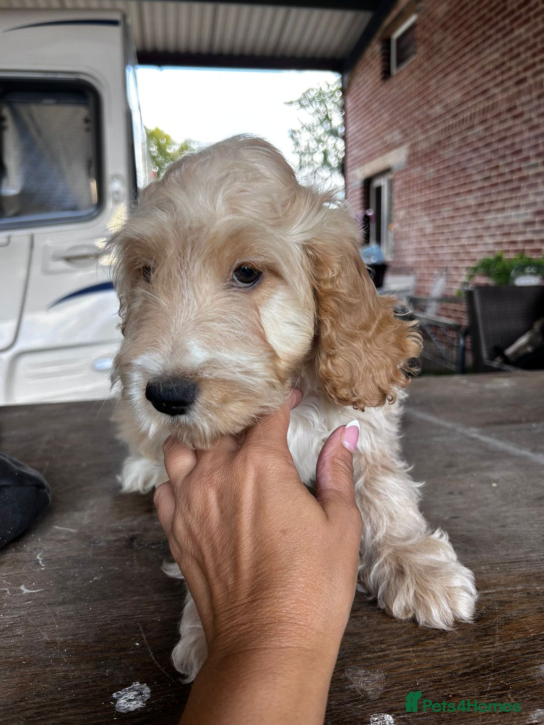 Cockapoo dogs for sale: F1 show cockapoos  - Image 11