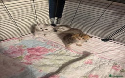 British Shorthair cats for sale: 🥰Beautiful kittens with rare colouring🥰 - Image 31