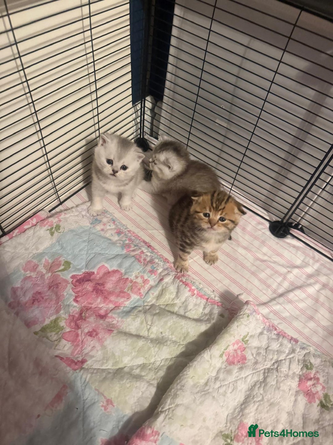 British Shorthair cats for sale: 🥰Beautiful kittens with rare colouring🥰 - Image 31