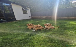 Cavapoochon dogs for sale: Light fox red Cavapoochon puppies - Image 4