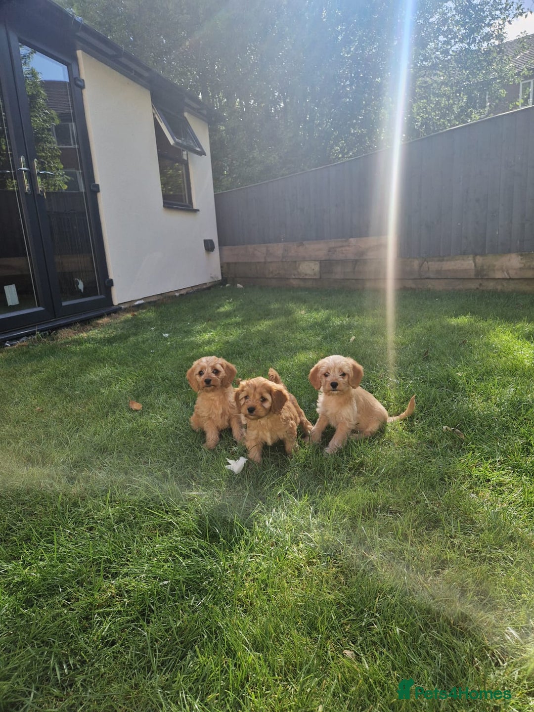 Cavapoochon dogs for sale: Light fox red Cavapoochon puppies - Image 4