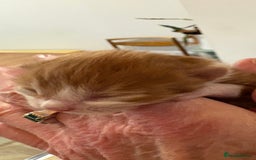 Maine Coon cats for sale: Maine Coon cuties - Advert 9