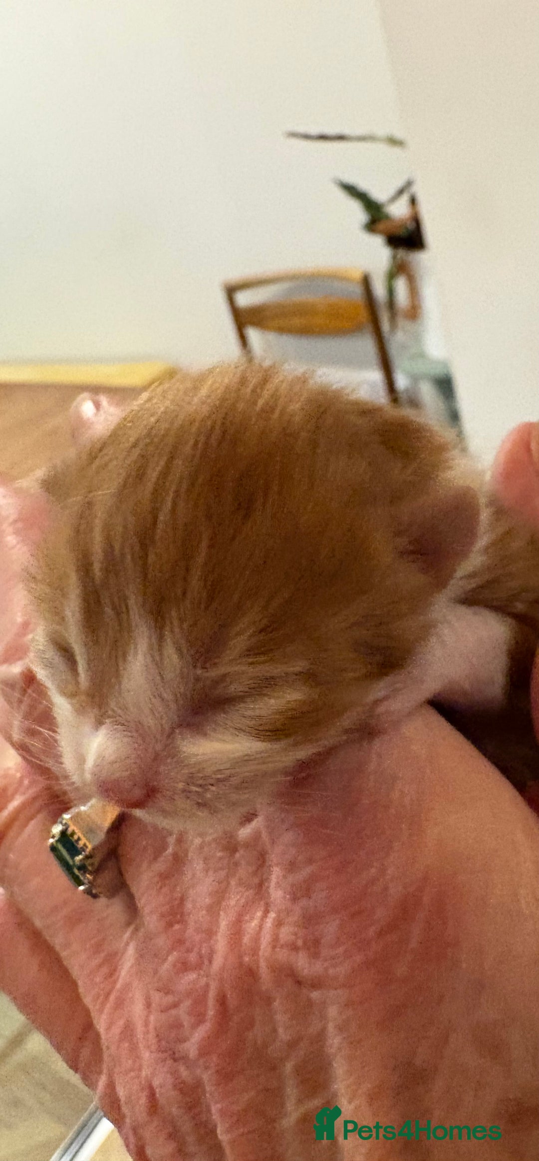 Maine Coon cats for sale: Maine Coon cuties - Advert 9