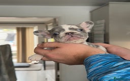 French Bulldog dogs for sale: 🤍 Merle / Lilac + Tan French bulldog puppies🤍 - Image 11