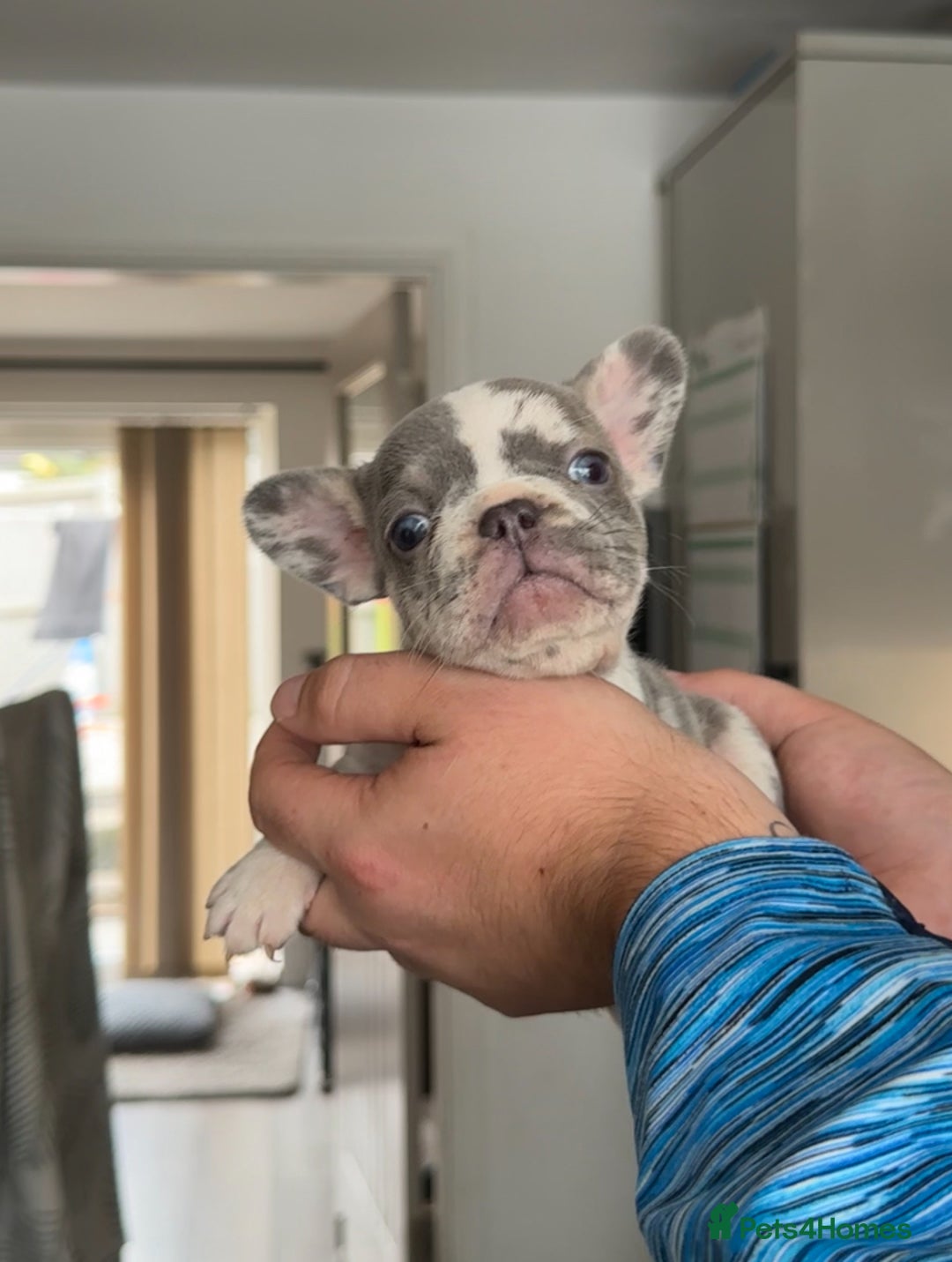 French Bulldog dogs for sale: 🤍 Merle / Lilac + Tan French bulldog puppies🤍 - Image 11