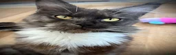 Maine Coon cats for sale: Polydactyl Maine coon kittens  - Advert 2