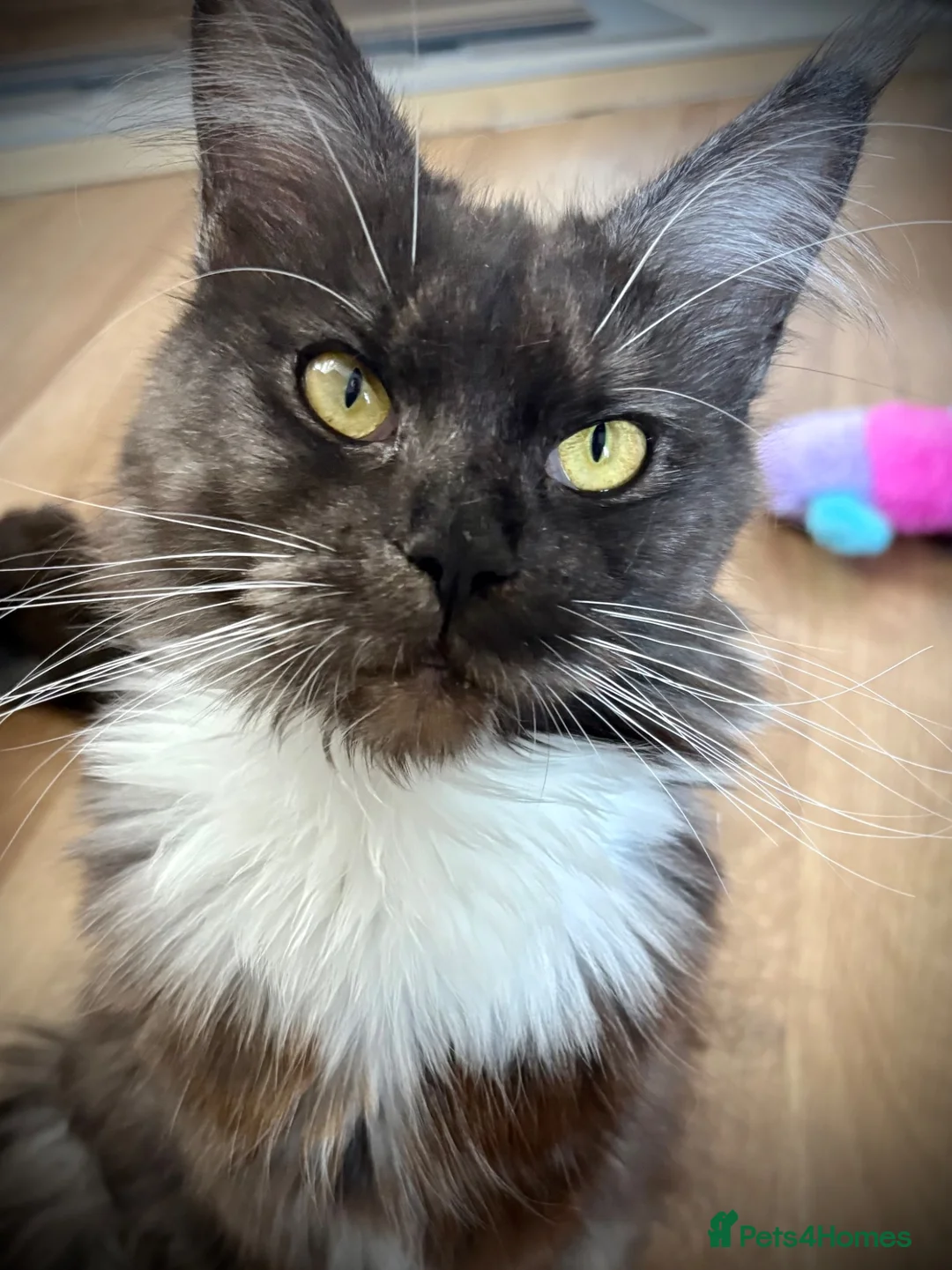 Maine Coon cats for sale: Polydactyl Maine coon kittens  - Advert 2