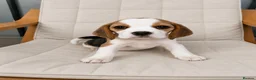 Beagle dogs for sale: Beautiful KC Registered Beagle’s  - Advert 5