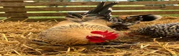 Chickens poultry for sale: Sablepoot bantam chicks, growers, hens, eggs - Advert 4