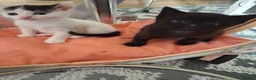 British Shorthair cats for sale: Three Cute kittens mixed bengal,female - Advert 3