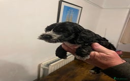 Cockapoo dogs for sale: Cockapoo puppies - Image 12