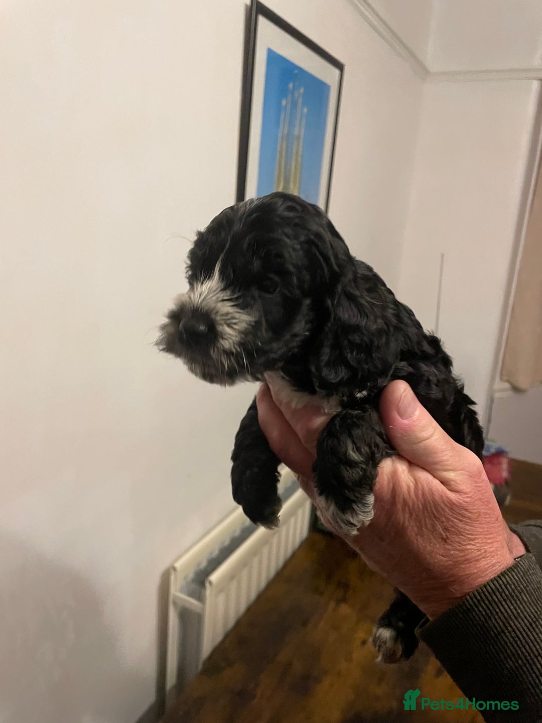Cockapoo dogs for sale: Cockapoo puppies - Image 12