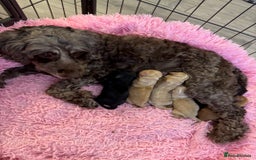 Cockapoo dogs for sale: stunning cockapoos for sale - Image 13