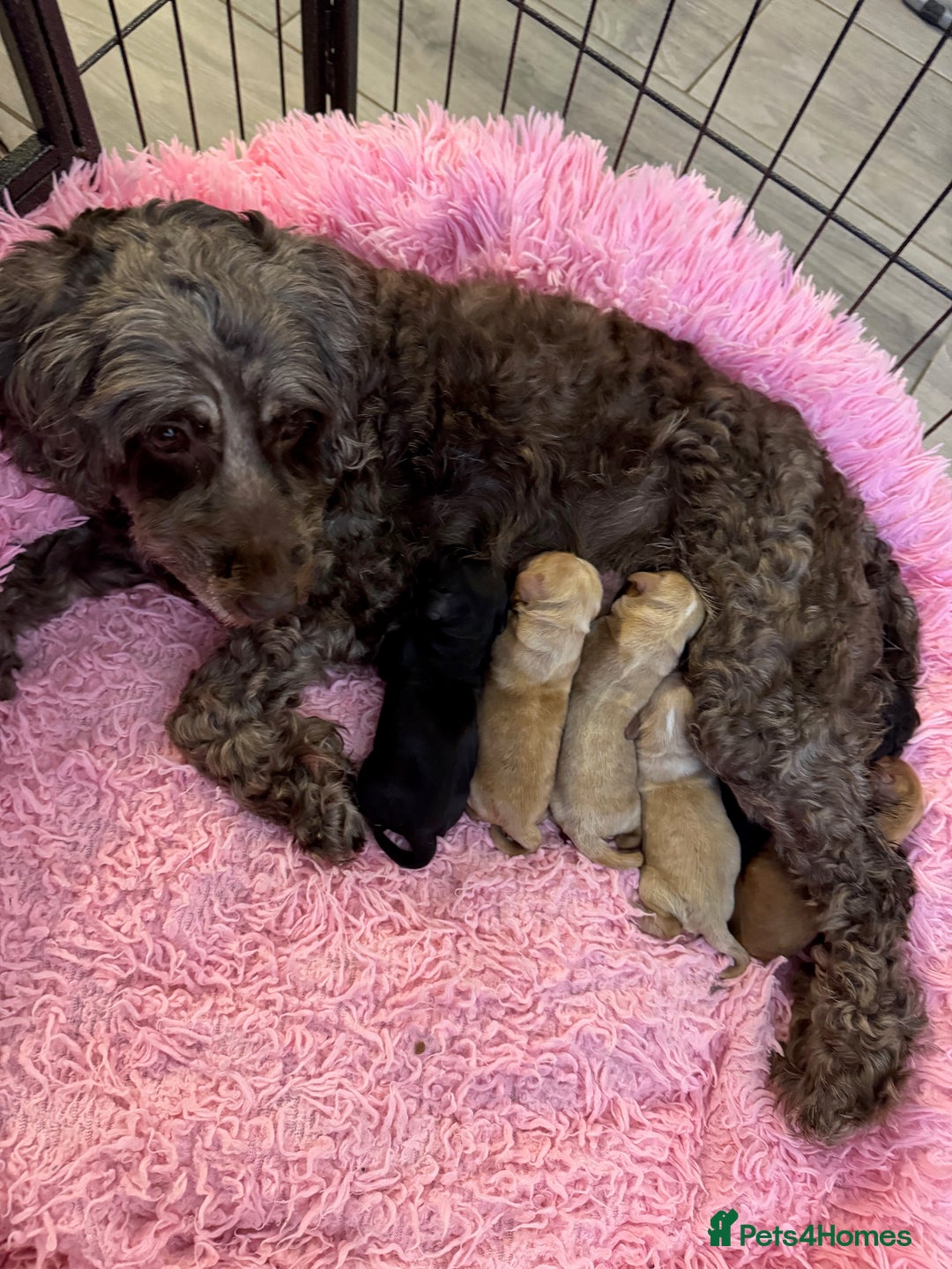 Cockapoo dogs for sale: stunning cockapoos for sale - Image 13
