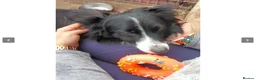 Border Collie dogs for adoption: Reyna in Worthing - Advert 4