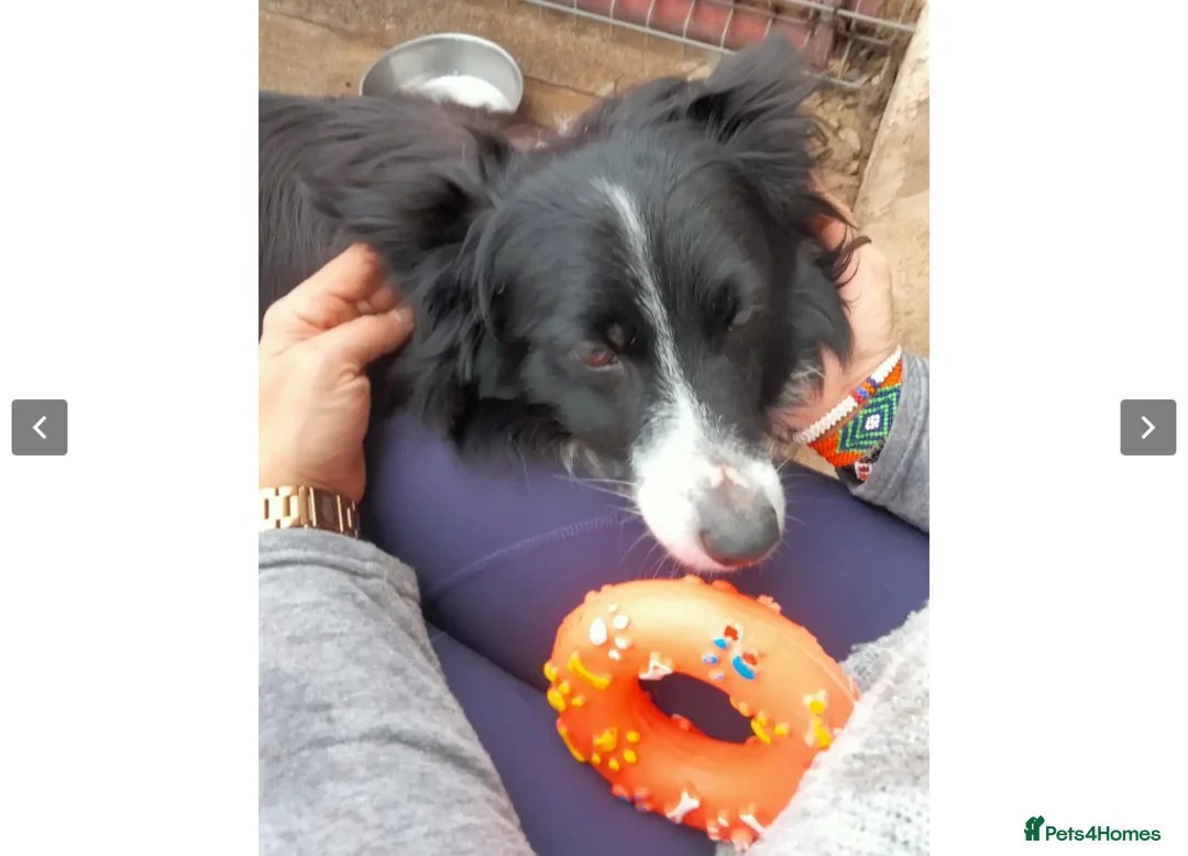 Border Collie dogs for adoption: Reyna in Worthing - Advert 4