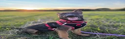 Mixed Breed dogs for sale: Security Dog for Sale  - Advert 14