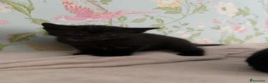Luna Eclipse