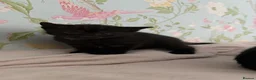Bombay cats for sale: 2 Bombay mixed kittens - Advert 11
