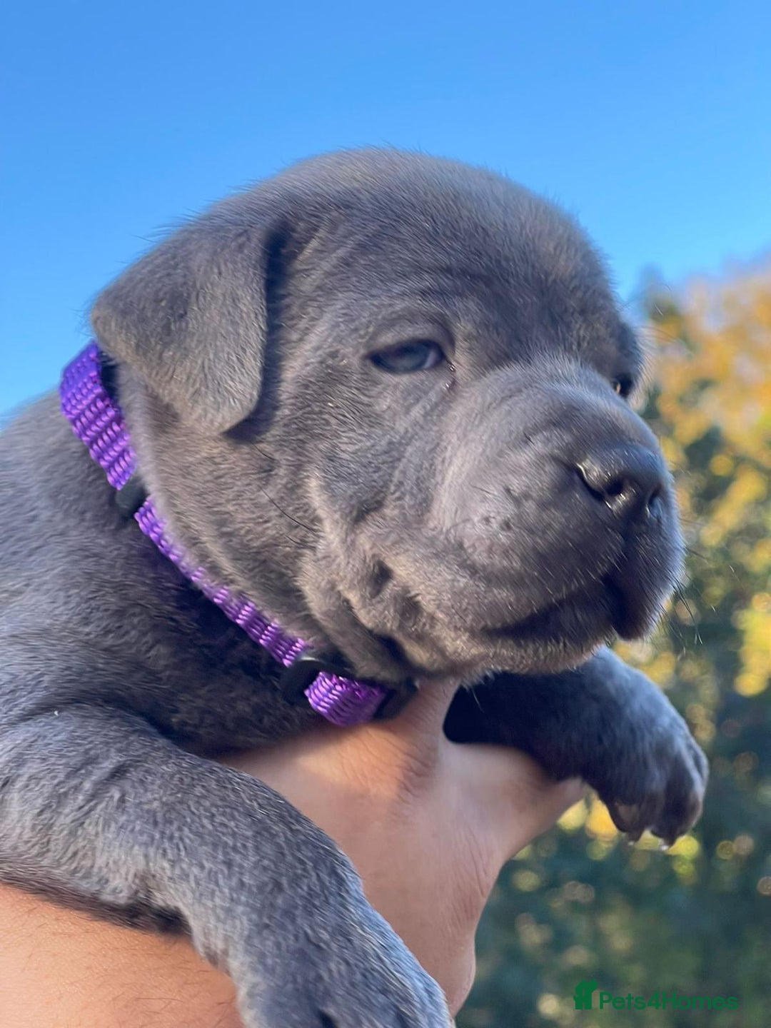 Staffordshire Bull Terrier dogs for sale: SIMPLY STUNNING COI 5.4% - Advert 3