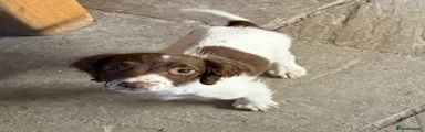English Springer Spaniel 7
