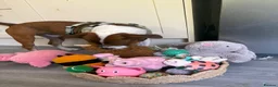 Staffordshire Bull Terrier dogs for sale: 8 month old staffy  in Romsey - Advert 13