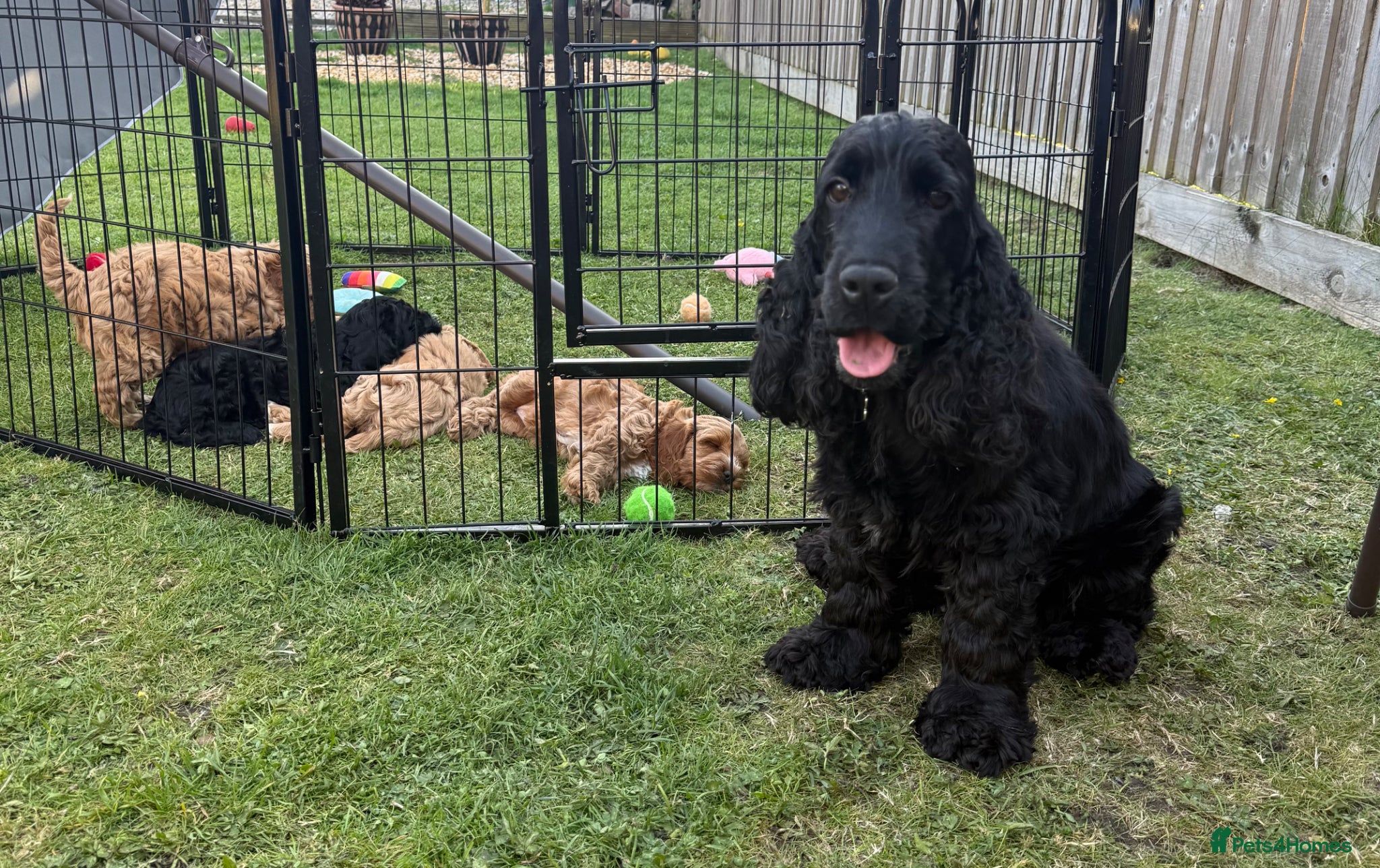 Cockapoo dogs F1 cockapoo puppies READY THIS SATURDAY  - Advert 16
