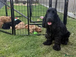 Cockapoo dogs F1 cockapoo puppies READY THIS SATURDAY - Advert 16