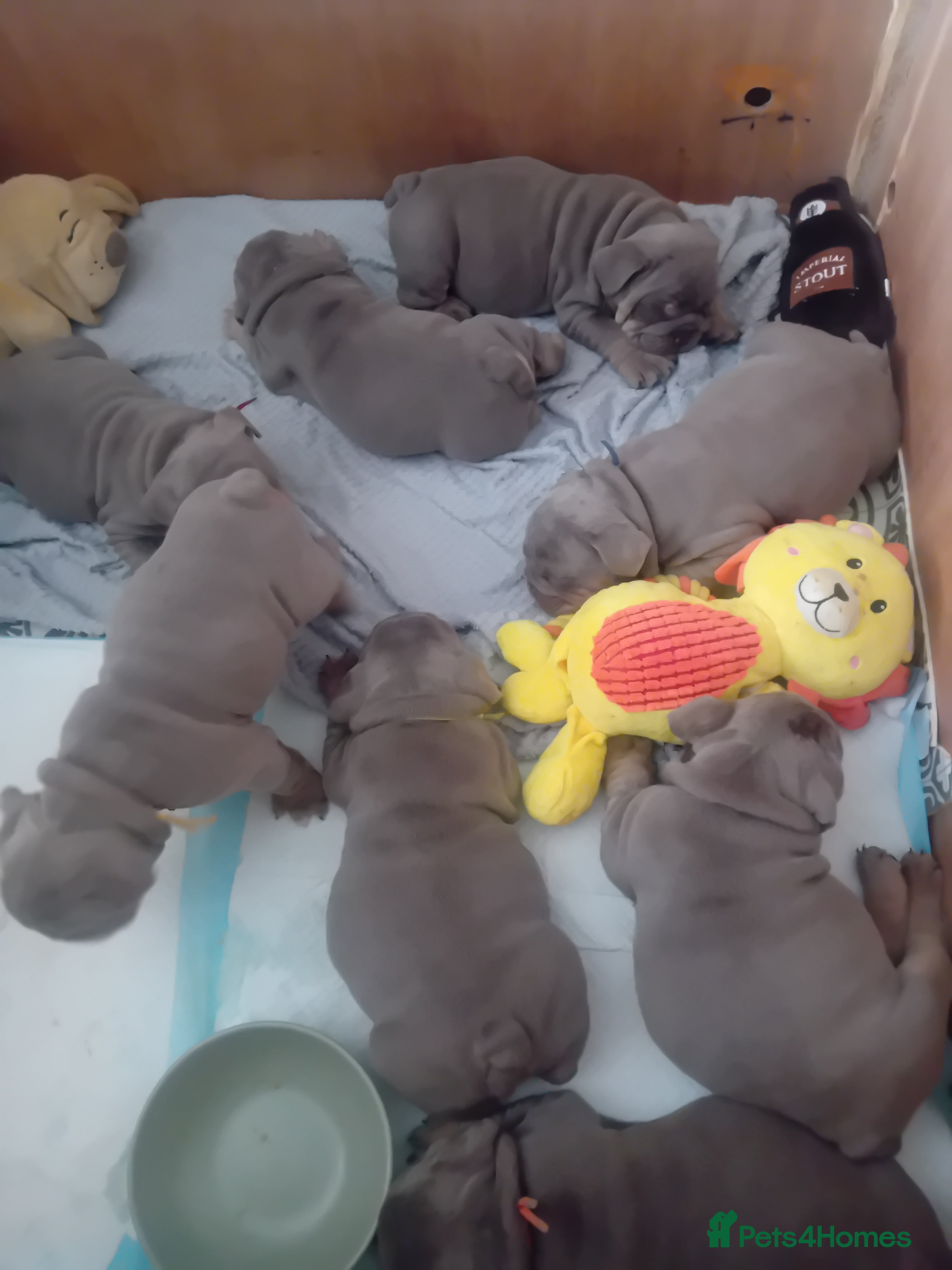 English Bulldog dogs Merle, tan, blue english bulldog litter - Advert 2