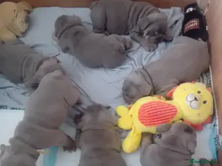 English Bulldog dogs Merle, tan, blue english bulldog litter - Advert 1