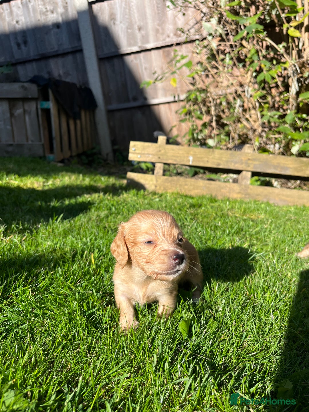 Miniature Dachshund dogs for sale: Red & Shaded Cream! KC Mini Long Haired Dachshunds - Image 22