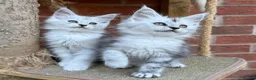 Maine Coon cats for sale: Maine coon kittens - Advert 3