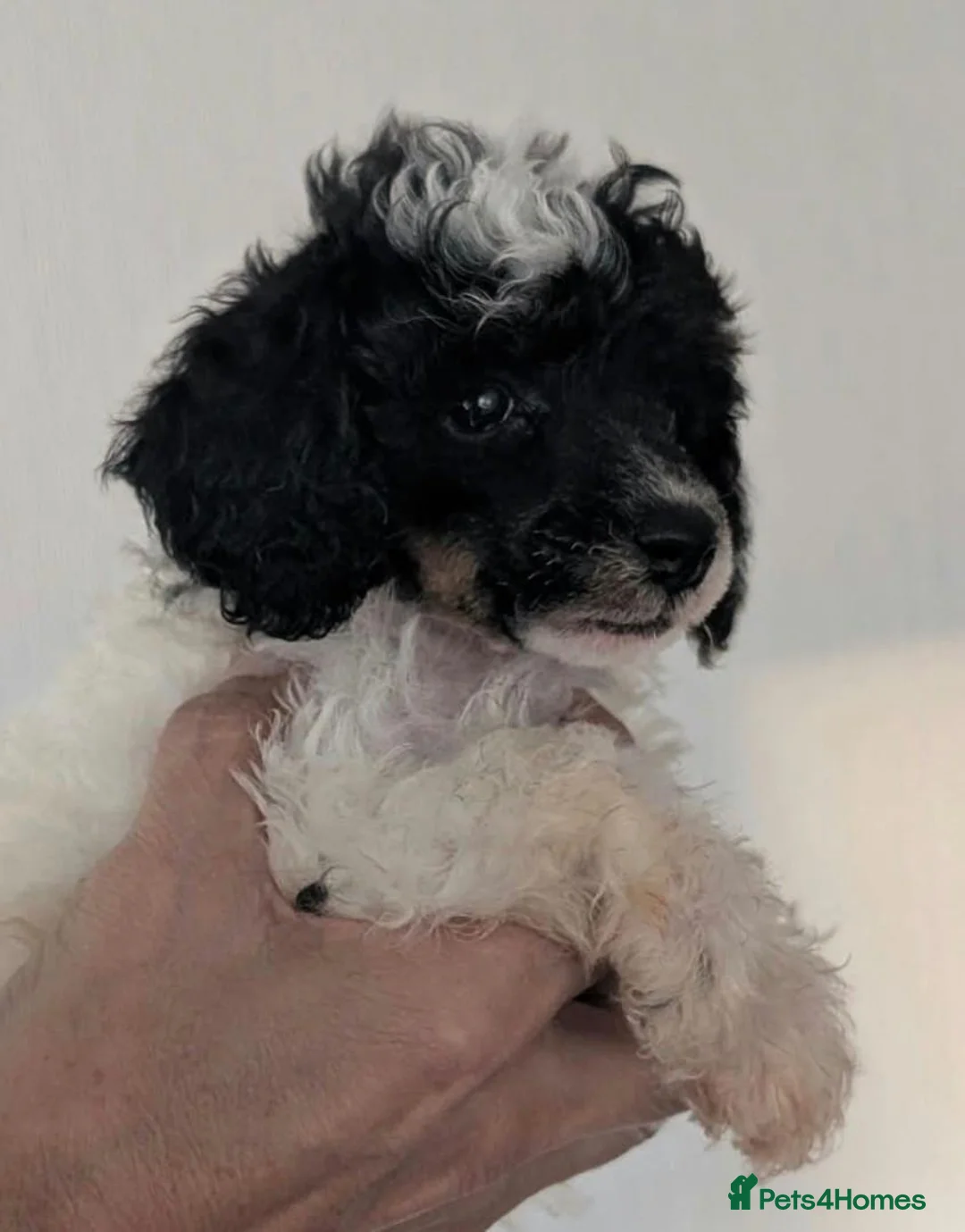 Toy Poodle dogs for sale: 🐩 Gorgeous Toy Poodle pups 🐩  - Advert 2