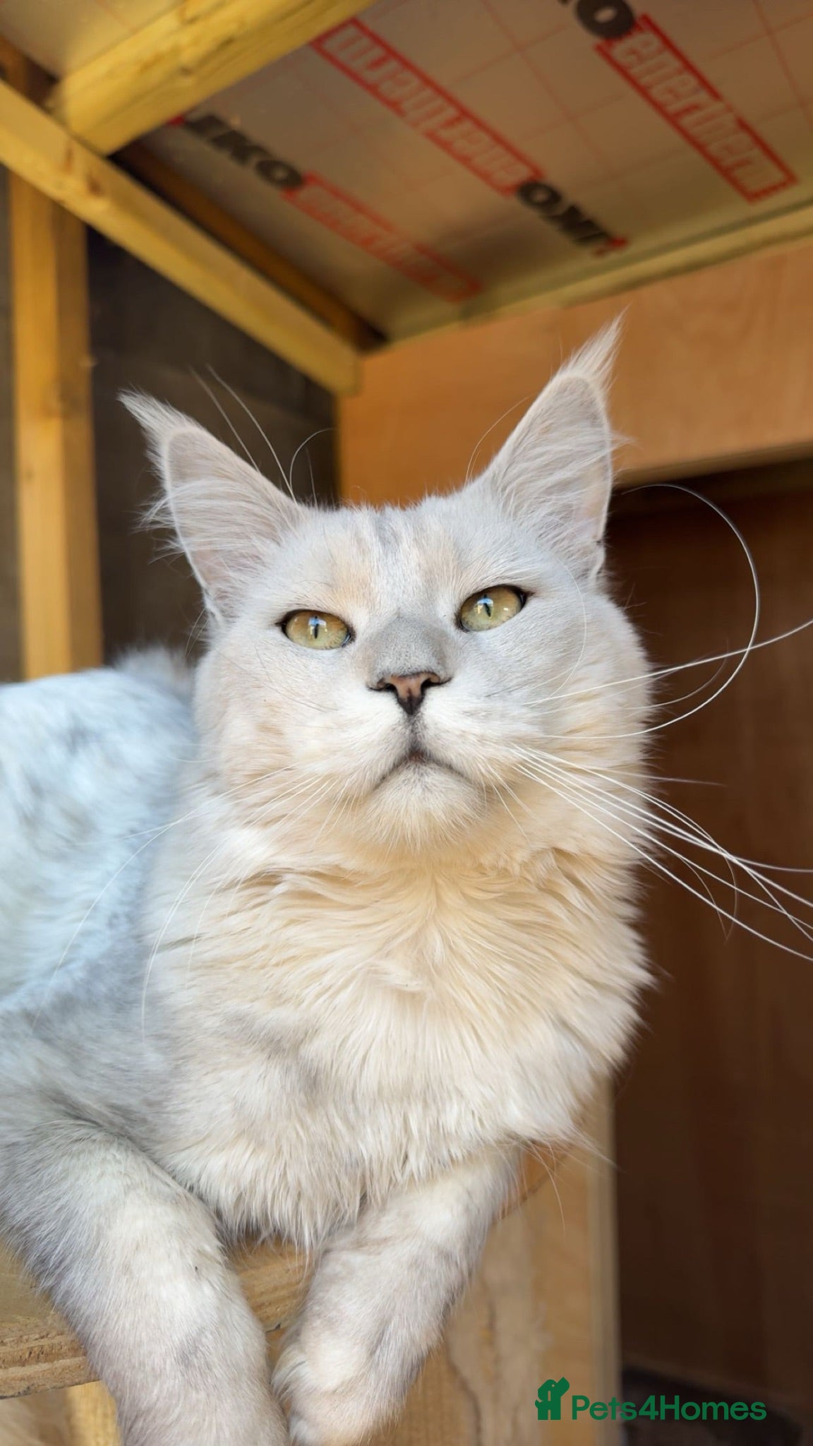 Maine Coon cats TICA Russian black silver shaded for stud  - Advert 10