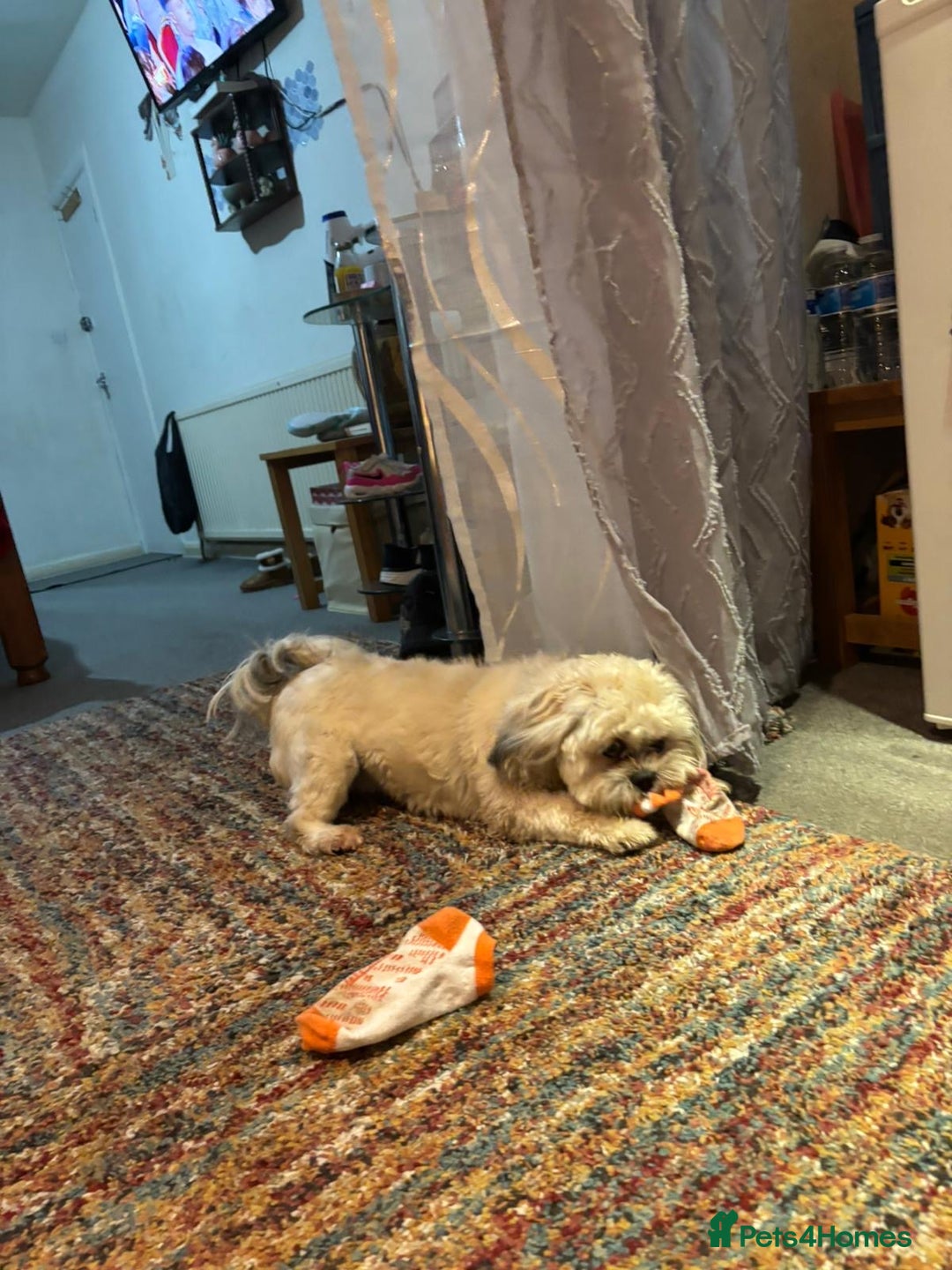 Shih Tzu dogs for sale: Shih tzu - Advert 4