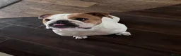 English Bulldog dogs for sale: English bulldog - Advert 4