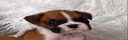 Boxer dogs for sale: Beautiful boxer puppies  - Advert 3