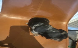 Dachshund dogs for sale: Chunky Standard Homebred Dachshunds - Image 12