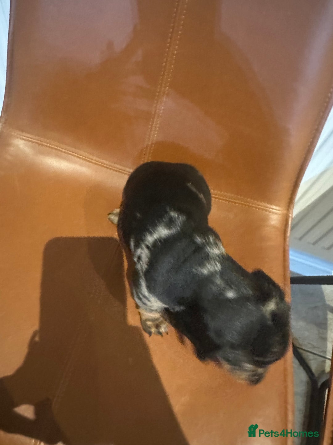 Dachshund dogs for sale: Chunky Standard Homebred Dachshunds - Image 12