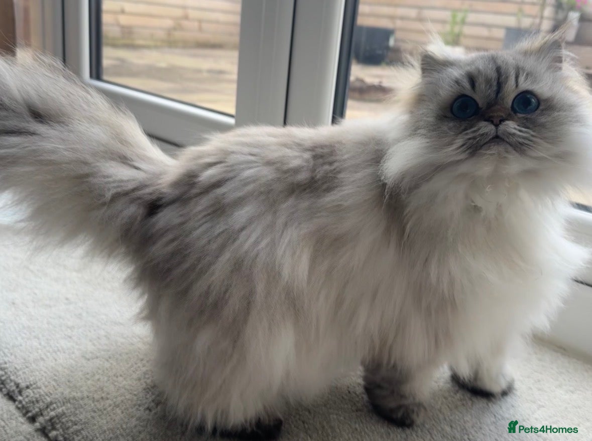 Persian cats Beautiful female persian cat  - Advert 2