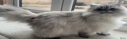 Persian cats for sale: Beautiful female persian cat  - Advert 1